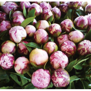 Bougie parfumée pivoine