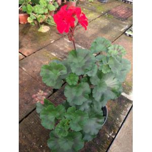 Géranium rouge pied mère