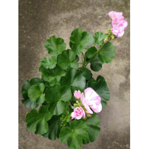 Géranium rose picoté pied mère