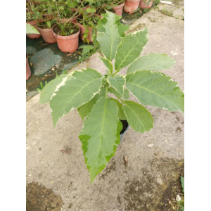 Datura saumon