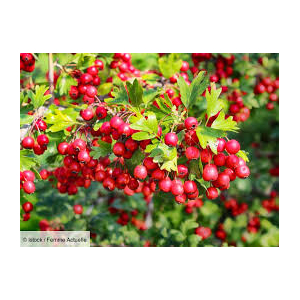 Aubépine 90 gélules