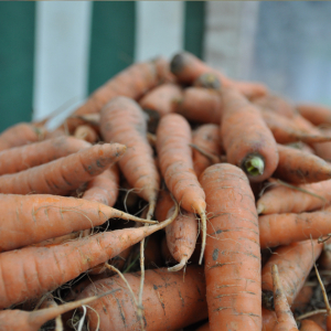 Carottes sables bio