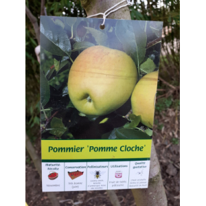Pommier pomme cloche