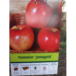 Pommier jonalgold 10/12