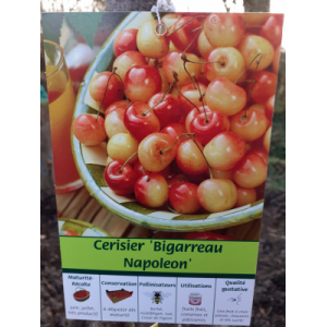 Cerisier bigarreau napoléon