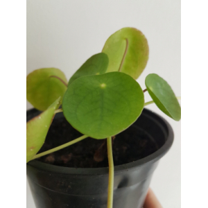 Plante à monnaie chinoise-pilea peperomioide