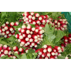 Botte de radis