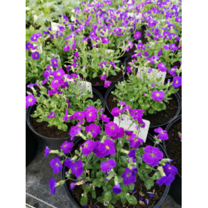 Aubriète bleu en pot de 3l