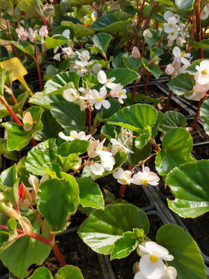 Begonia baby wing blanc