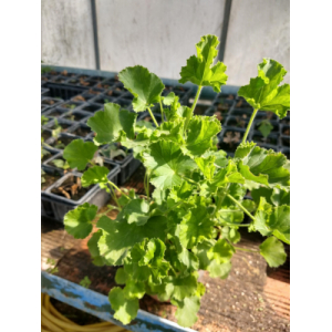 Geranium ododrant cola