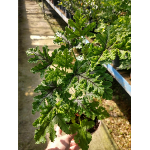 Geranium odorant pin