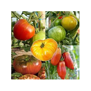 A planter : tomate variété ancienne
