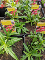 Penstemon rouge en pot de 3l