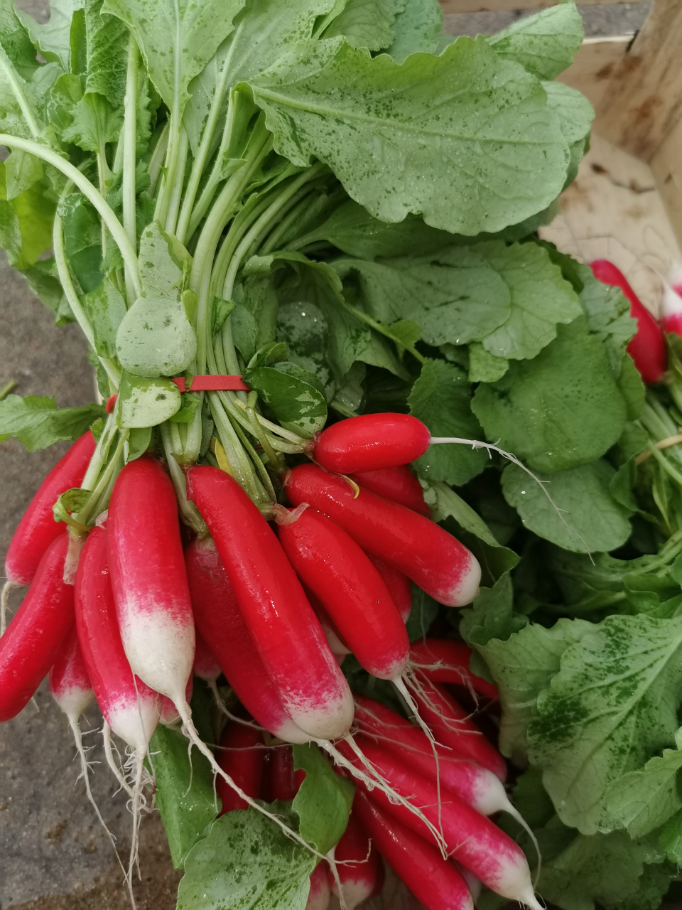 Radis rouge demi long - 1 u - Ferme Des Chapelles - Locavor.fr