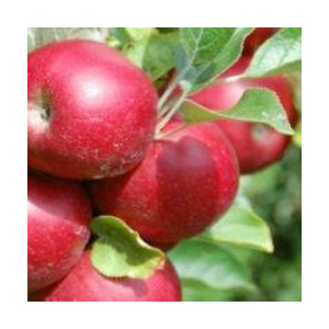 Pomme bio, variété idared