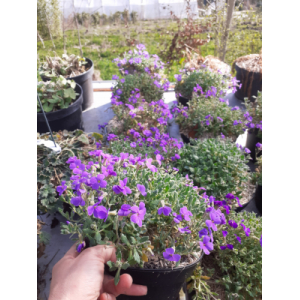 Aubriete violet