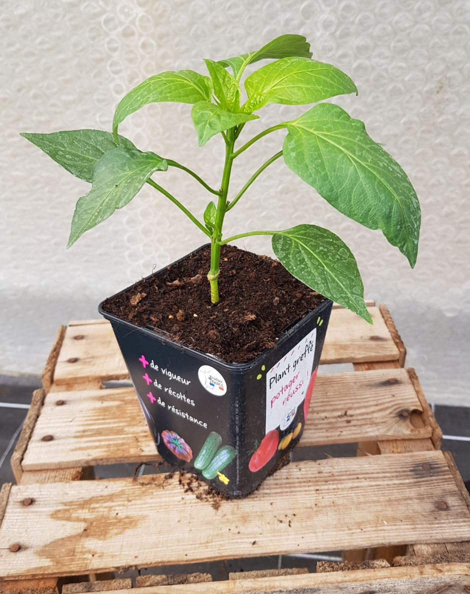 Plant poivron greff - 1 u - Les Pousses De La Calonne - Locavor.fr