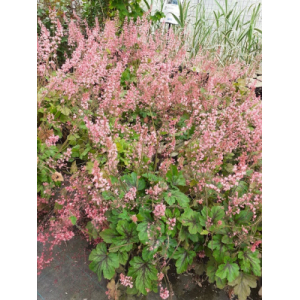 Heucherella pink revolution