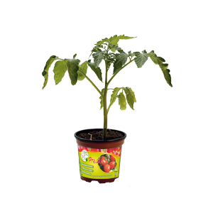 Barquette de 10 tomates prévia godet noir