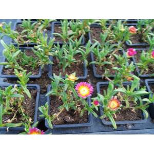 Vivace rocaille delosporma rose grosse fleur