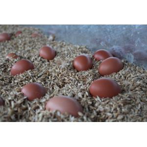 6 œufs  poule calibre petit