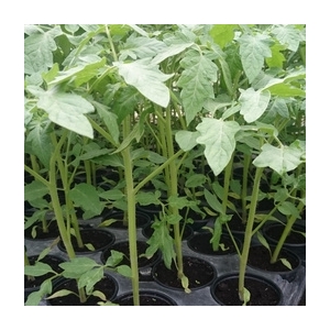 Plant de tomate grosse à farçir