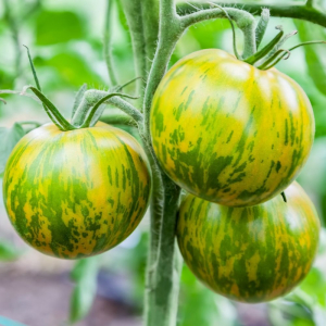 Tomate green zebra