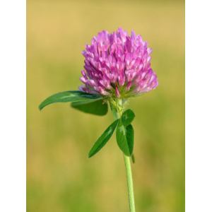 Graines de trèfle des prés vrac 125g