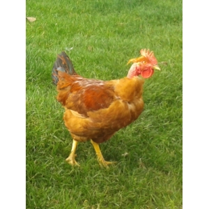 Poulet   dlc courte c -16%