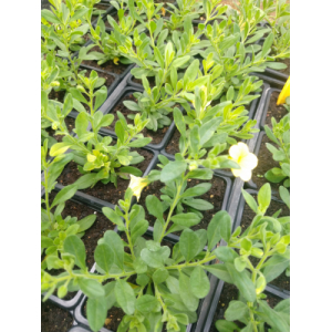 Calibrachoa jaune