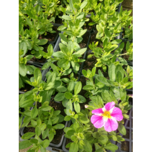Calibrachoa rose et blanc