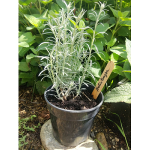 Plant d'herbe à curry ou hélichryse