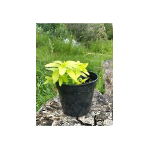 Plant d' origan doré