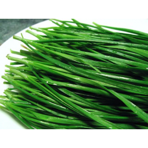 Plant de ciboulail ou ciboulette de chine