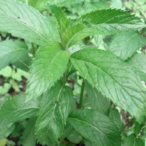 Plant de menthe suisse
