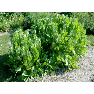 Plant de menthe coq ou balsamite