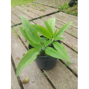 Plant de consoude de russie