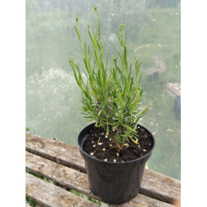 Plant de lavande vraie