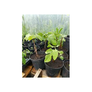 Plant de figuier goutte d'or