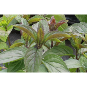 Plant de menthe chocolat