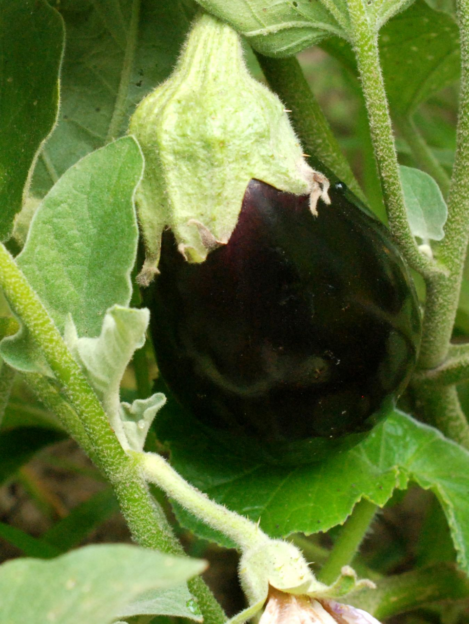 Aubergines black beauty 1 u Au Jardin Imaginaire Locavor.fr