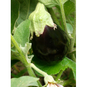Aubergines black beauty