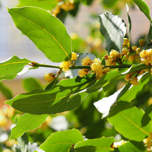 Tisane de laurier