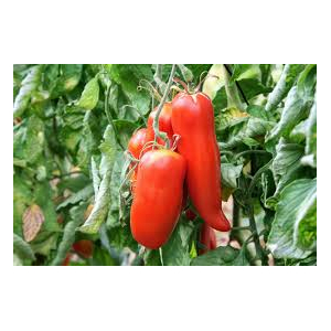 Tomate andine cornue