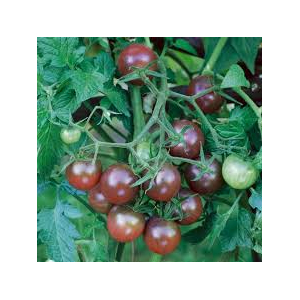 Tomate black cherry