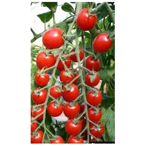 Tomate cerise rouge zuckertraube