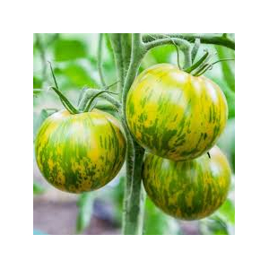 Tomate green zebra