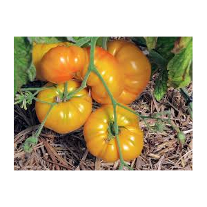 Tomate jaune st- vincent