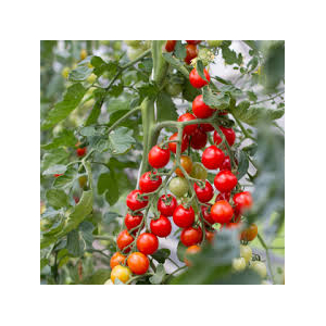 Tomate miel du mexique