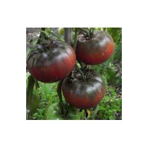 Tomate noire russe charbonneuse